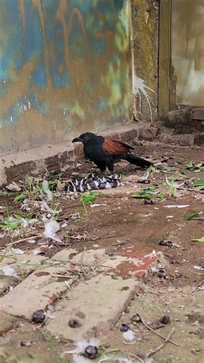 Birds of prey The hoop catch the extremely poisonous scorpion snake helps humans avoid risks