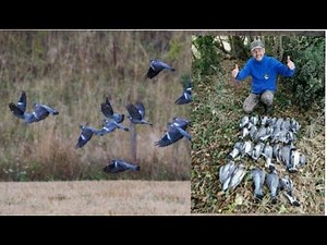 CHASSE AUX PIGEONS RAMIERS en Normandie