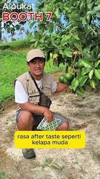 Alpukat Booth 7 di Dataran Tinggi 🥑⛰️ #alpukat #shorts