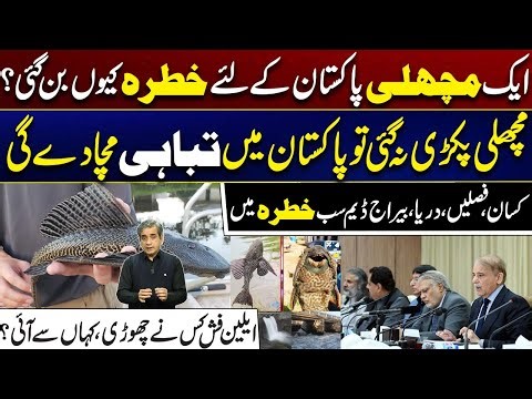 This Alien Fish Could Cause Massive Destruction in Pakistan | Breaking News | City 41