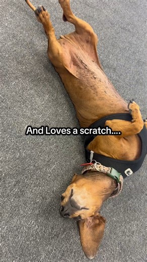 Meet some of our favourite colleagues 🐶🐾 One of the best parts about working at Petcover is getting to share our days with the pets we love. We’re pet parents and treat-givers first — which is exactly why we do what we do. 👉 Choose pet insurance by pet people. Get covered with Petcover today. 💙 https://www.petcovergroup.com/nz/get-a-quote/ #Petcover #PetcoverNZ #PetInsuranceNZ #PetInsuranceByPetPeople #PetPeople #PetParentsNZ #PetsAtWork #OfficeDogs #PetFriendlyWorkplace #PetLoversNZ #PetsOf