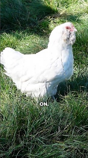 Vent Gleet - Preventing Poopy Butts in chickens PART SEVEN! #chickenlandia #backyardchickens