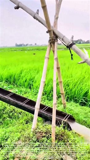 Balancing the Waters: The Bamboo Lever That Moves a Pond