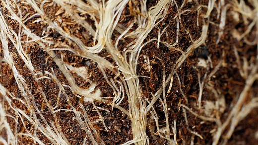 How Plants Absorb Water & Nutrients | Osmosis Explained | Britannica