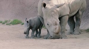 How a simple diet adjustment is helping boost rhino birth rates