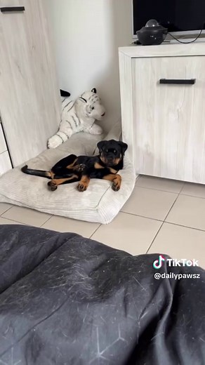 Rottweiler Puppy Walks: Avoid Hip Dysplasia