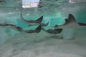 Tampa Electric’s Manatee Viewing Center Opens Wednesday