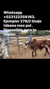 Whatsapp 523122256163. Ejemplar 276/2 linaje tábano mex pul . Disponible para tu región. | Ganadería Minumba Gyr