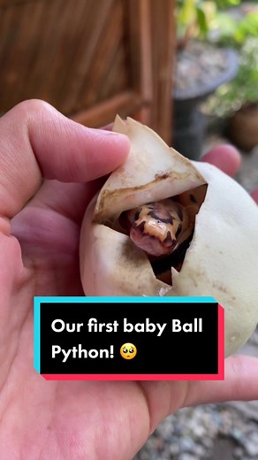 Our 1st hatchling of the season took its 1st breath today! 🥳🎉 Welcome to the world, little one. Cant wait to spoil you all! 😍❤️ #ballpython #babyballpython #ballpythonbreeder #animals #pets #exoticanimals #exoticpet #reptiles #snakes #foryou #fyp #passion #hatching #hobby #pettok