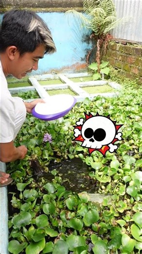 THE WHITE CROCODILE GHOST IS WAITING TO BE FEED WITH CATFISH