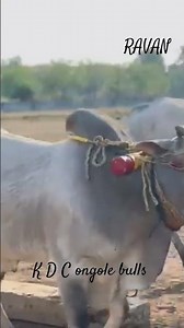 RAVAN | V V R Bulls | ghantasala | #strongbull #farming #bullfarm #viral