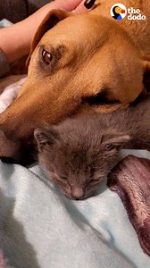 Lady finds a stray kitten, then hears more meows from under a dumpster — now the whole litter is being raised by the sweetest dog 💕 | Little But Fierce by The Dodo