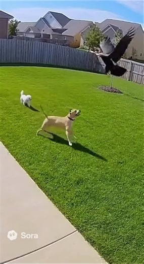 Pitbull Saves Poodle from Eagle Attack #dogs