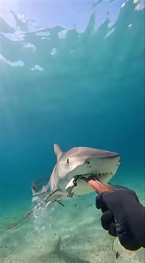 Bull shark ambush from the RIGHT — speargun block at point-blank range 🦈⚡