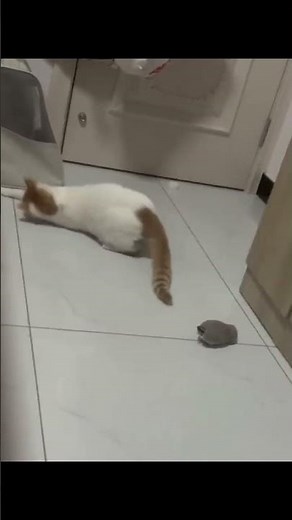 Funniest Pet Fails Compilation 2025 | Cats, Dogs, and Animal Bloopers That Will Make You Laugh