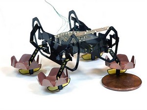 This cute robot cockroach can swim and even walk underwater