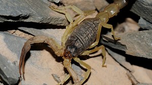 6 of the Most Dangerous and Unique Scorpions in the World