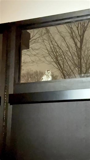 This beautiful little creature was in my window last night!! In all my years I’ve never seen one in the wild. What a gift. 🩵 | Studio Muse