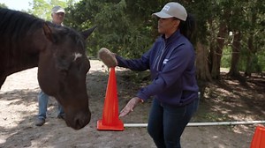 13 reactions · 5 comments | So...I tried out Equine (Horse) Assisted Therapy, a treatment for people with trauma or PTSD....here's how it went.  | Amber Strong | Facebook