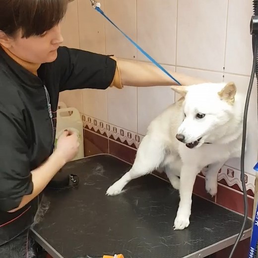100M views · 163K reactions | This perturbed pooch just needed a loving hand to get through this grooming session. | The Pet Collective | Facebook