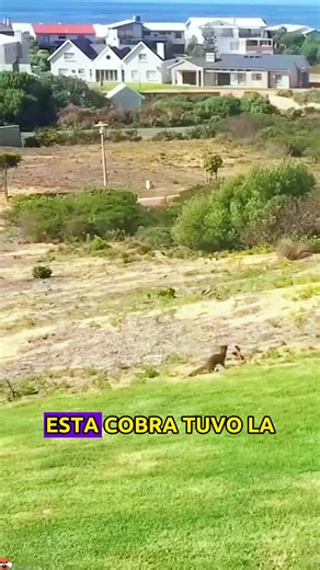 Meerkats vs. Cobras: A Fascinating Animal Showdown