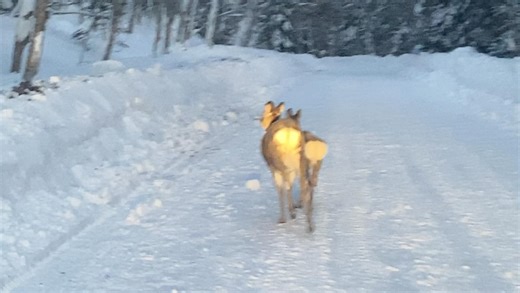 Tsuruga Adventure Base SIRI【AKAN】 on Instagram: "親子シカが逃げてくれずに並走。#阿寒国立公園 #阿寒湖 #釧路観光 #北海道観光 #阿寒 #道東観光 #国立公園 #ネイチャーガイド #ネイチャーツアー #自然ガイド #自然体験 #ガイドツアー #ワイルドライフ #北海道の自然 #野生動物 #北海道の動物 #タンチョウ #キタキツネ #森歩き #トレッキング #fishingguide #AkanNationalPark #LakeAkan #HokkaidoTravel #NatureGuide #EcoTour #WildlifeJapan #VisitHokkaido #ExploreJapan"