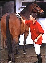 Top tips for safe clipping - Horse & Hound