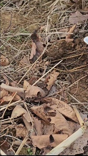 옥수수 씨앗 심는 시기 및 간격, 방법(농사의신)