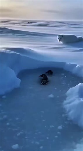 Saving a Duck from a Fox Attack in the Snow