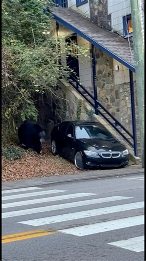 🚨EXCLUSIVE FOOTAGE🚨 We now know what happened to the black BMW in Gatlinburg! 🐻😉🤣 #gatlinburg #smokymountains #blackbear #pigeonforge | Adventure Is Out There