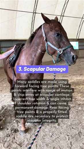 10 Problems Proper Saddle Fit Can Help You Avoid #saddlefit #equestrianeducation #equinewelfare