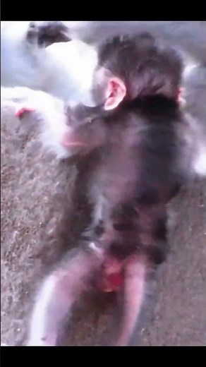 Monkey species: Baby Monkey Exploring the Surroundings Nearly Falls Off a Cliff