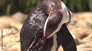 Jackass black footed penguins grooming on a beach on the Cape of Good Hope, South Africa.