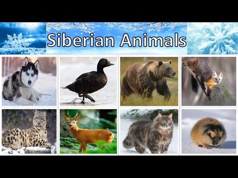 Amazing Siberian Wildlife You never Knew! | list of Siberian Animals Names