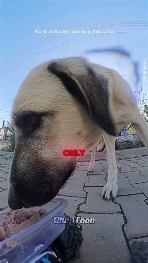 Feeding a stray dog using a toy car! 🚗🐾