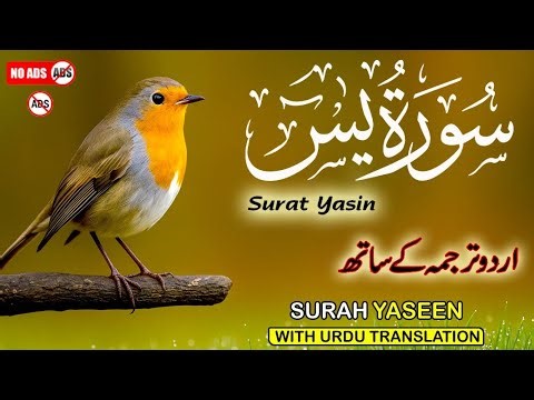 Surah Yaseen with Urdu & Hindi Translation | Soothing Recitation by Qari Ismail Al Nouri | Epi 452