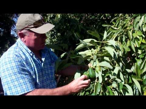 How do you know when a California Avocado is ready to be picked?