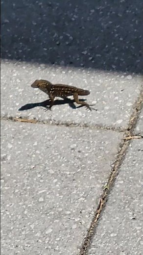 Florida backyard nature "That lizard is very lucky he only lost his tail😲"