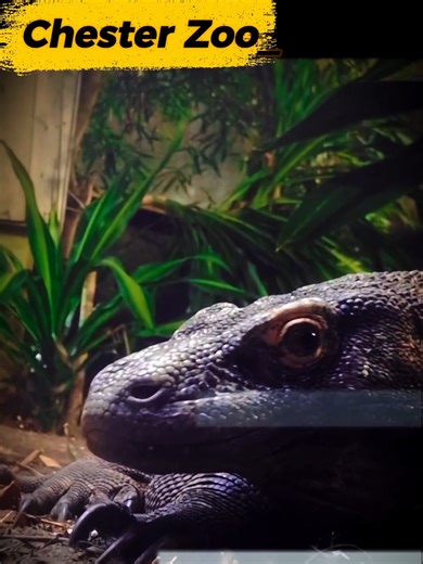 Discover Chester Zoo: A Conservation Powerhouse