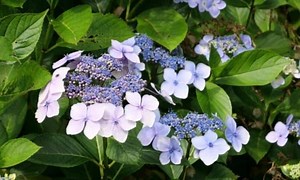 Hydrangea Serrata (Mountain Hydrangea): Everything You Need