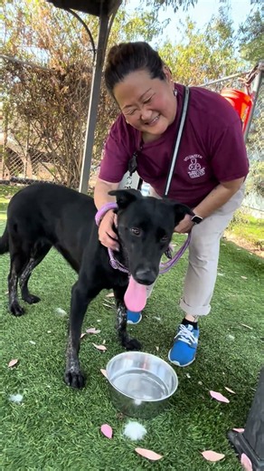 NEW A5784929 Princess | Labrador Retriever