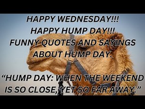 Funny and hilarious Wednesday, Hump Day quotes and sayings, that will make you smile.