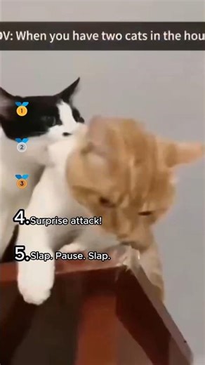 Cats Have a Fighting System 😼😂 Funniest Cat Slaps & Reactions #Shorts