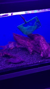 20 reactions · 5 comments | Short video of a few jumbo clown loaches Not the best but they refuse to pose nicely for camera! | Discovery Aquatics | Facebook