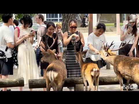 すごい鹿の群れ🦌奈良公園の🦌エサやり体験JAPAN NARA DEER |