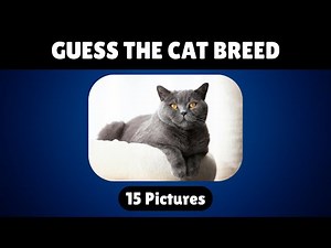 Can You Guess These 15 Cat Breeds? | Fun Cat Quiz to Test Your Knowledge!