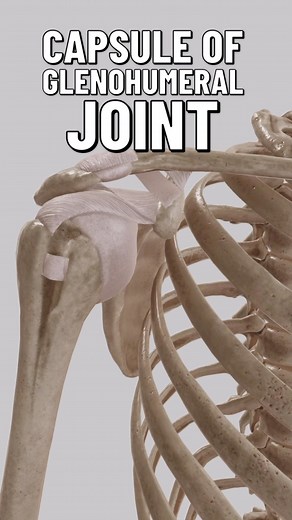 12K views · 308 reactions | The glenohumeral joint capsule is a...