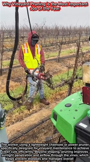 Why Vineyard Pruning is the Most Important Job of the Year