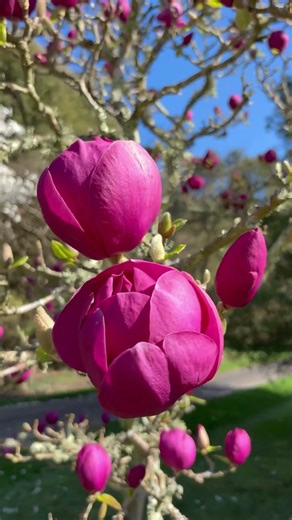 Whispers of the Purple Magnolia #garden #magnolia