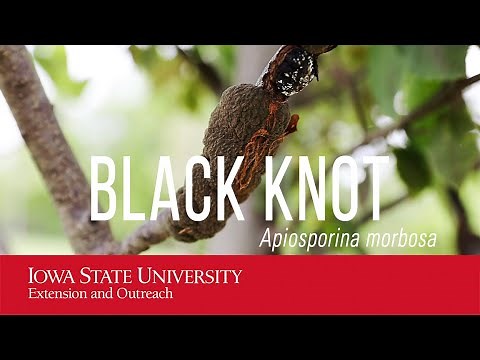 Black Knot of Plum and Cherry Trees